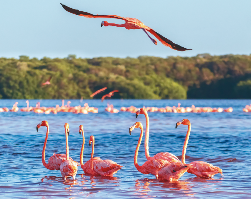 Flamingos en su habitad natural fotografiados por Imagine en Mérida Yucatán